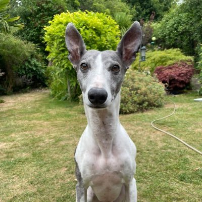 I'm Wilfred the Whippet but call me Wilf! I live in Hampshire and I'm 9 years old. I'm a living room parkour pro!