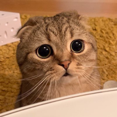 kitttynieves's profile picture. Lips so French Ass so Spanish