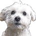 Bichón Maltés (@ridele_ra) Twitter profile photo Bichón Maltés (@ridele_ra) Twitter profile photo
