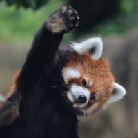 ハミィ (@hamichan831) 's Twitter Profile