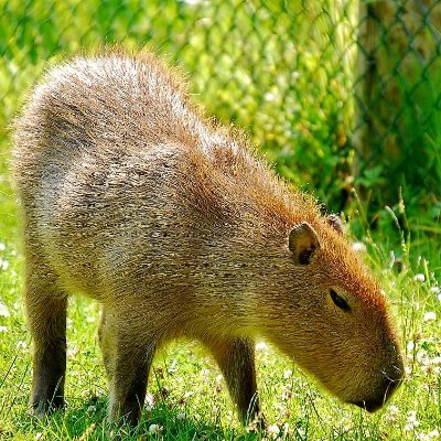 Spreading good vibes and capybaras.