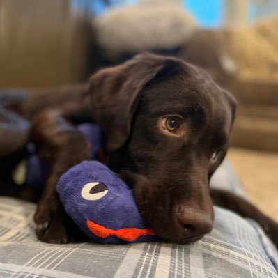 Hi! I’m Mozart, and I’m a puppy training to be a service dog 🤞(hopefully!) through @freedomsvcdogs. Follow along my adventure!