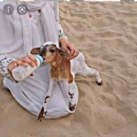 الجـنيبية🤎. (@vaqwek) Twitter profile photo