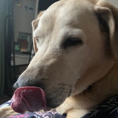 Bella🌈2017, Brutus 🌈 2018, Roxy🌈 2022, Daisy🌈 2022, CJ🌈2922, Tigger 🌈 2023and Jack🌈 2023just Mamna left with a 💔. love & miss u guys🦋💕🐾 furever