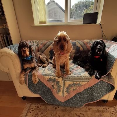 We are 3 funny and mischievous cocker spaniels who have left England to reside in our country of birth 🏴󠁧󠁢󠁷󠁬󠁳󠁿 Cooper,Purdey and Scout.