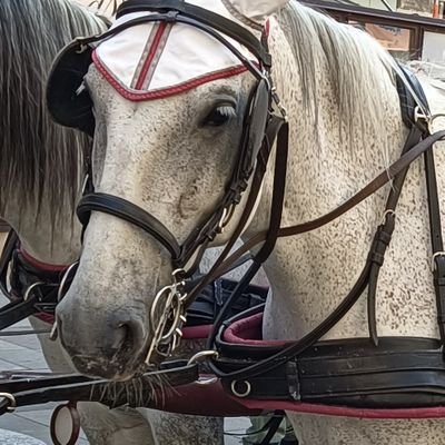 Hitzefrei für Fiaker. Ohne Wenn und Aber und ohne Hin und Her. Jetzt. Bevor noch etwas passiert! Wutbürger, die nicht mehr länger zusehen wollen.