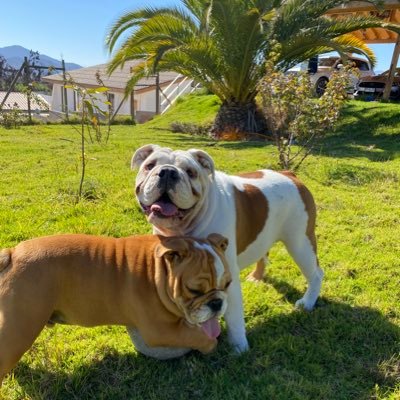 luis_vallenar's profile picture. 