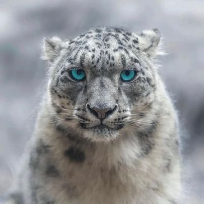 Leopar