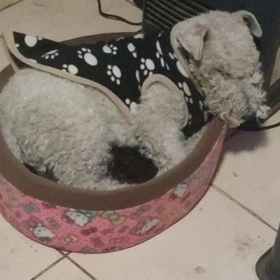 alejandropami's profile picture. Mi partido es unido y respeto. Todos caben en un Chile democrático, debemos conversar, acordar y pensar en el bien común.