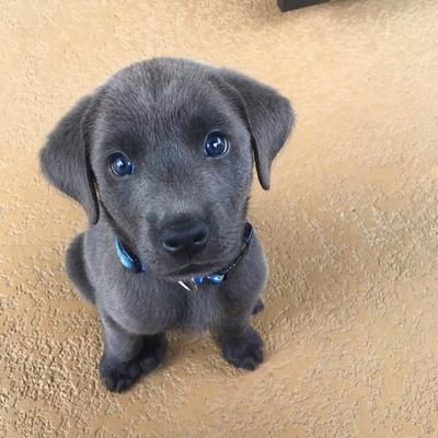 Idarahfrancis's profile picture. 🚀Content writer, I write down thoughts and dreams. 
🚀Exploring a career in Cyber security

🚀I love LOVE ,books, dogs and everything lovable ❤️