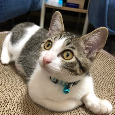 キジシロの女の子「かえで丸」の日常をお届けします🐱猫ちゃん好きな方、フォローしてもらえると嬉しいです!かえでちゃんを支援して下さる方は、リンクのほしい物リストからご支援いただけると、とっても喜びます✨