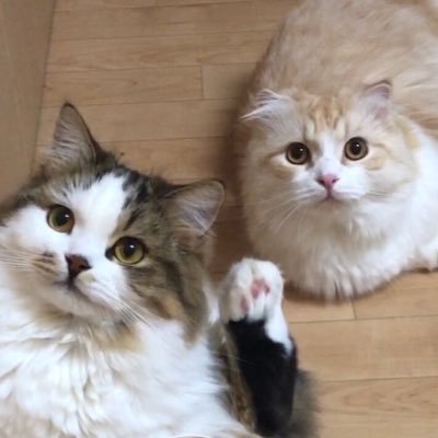 マイペースで運動音痴ツンデレ甘えっ子鼻ピンクの【あずきち】と、遊びも餌も飼主も横取り、自称入れぬ箱などないモフモフ【こむぎ】の日常を綴っていきます。たまに好きな景色載せたりも。無断転載固くお断り。色んなその道のプロを尊敬してリポストしがち。無言フォロー歓迎。