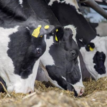 Part of the @Wallensteinfeed Dairy team. Feeding the animals that feed Ontario #ontag.
Cell: 5194973268
Email: dangoodson@wfs.ca

 Tweets are my own.