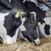 Dan Goodson (@519cows) Twitter profile photo Dan Goodson (@519cows) Twitter profile photo