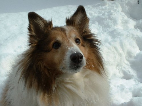 sheltielove Profile Picture