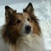 Barbara (@sheltielove) Twitter profile photo
