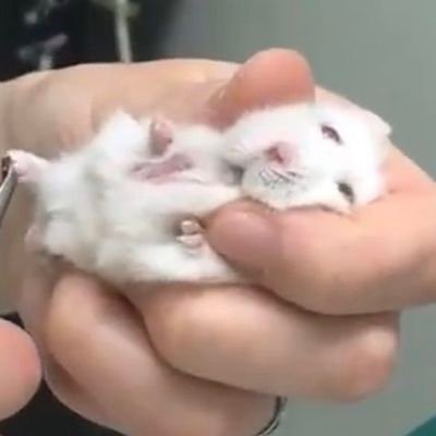 그냥 시시さんのプロフィール画像