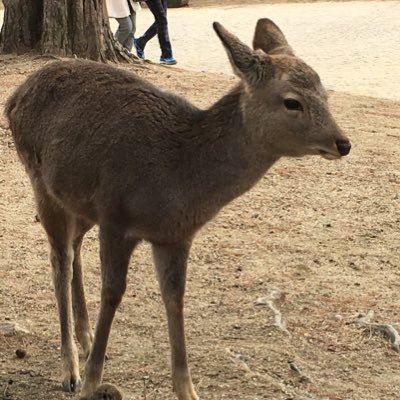 沖縄大好き東京在住です🏖 阪神タイガースを応援しています⚾️スポーツは詳しくないです。 楽天ルームやってます。Amazonアソシエイト参加しています。無言フォロー失礼します🙇‍♀️ビジネス系のお誘いは結構です🙇‍♀️タメ語でも全然大丈夫🙆‍♀️お返事遅い時ありますが、コメントうれしいです🥰