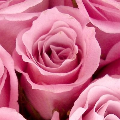 littlemomouse's profile picture. Don't follow me, I only retweet random Sims shit and porn.