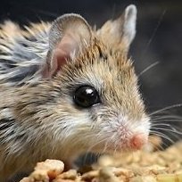 Koolkoolyupyup's profile picture. 30 something fluff punk surfing the web with a fist full of spare time.