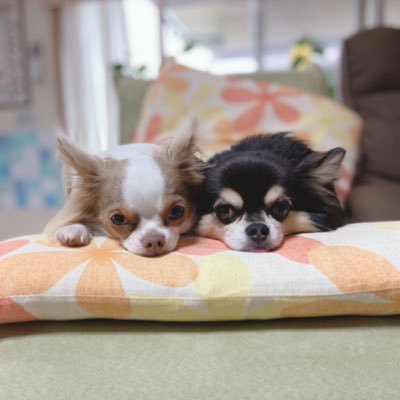 nemiminimiho's profile picture. 