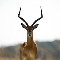 KG Mokoka (@armox) 's Twitter Profile