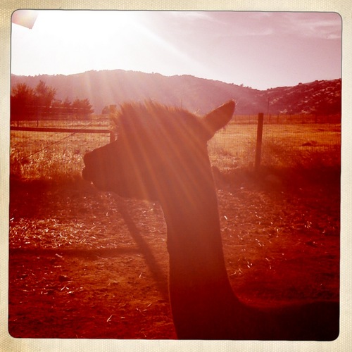 We are a boutique, eco conscious Adorable Alpaca ranch that specializes in building elite Alpaca herds and exquisite fiber for spinning and knitting.