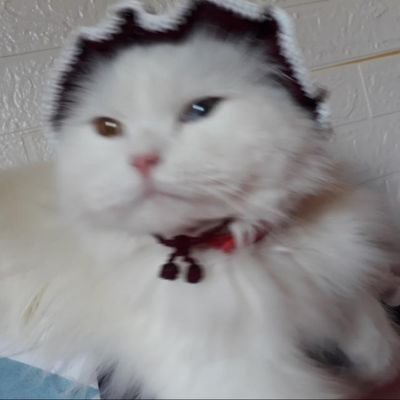 Fintaarina's profile picture. Biru + Coklat = Biru Coklat💜