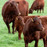 Red Poll Cattle Soc. (@redpoll_cattle) 's Twitter Profile