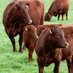 Red Poll Cattle Soc. (@redpoll_cattle) Twitter profile photo Red Poll Cattle Soc. (@redpoll_cattle) Twitter profile photo