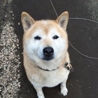agoo-BB (@kun52) 's Twitter Profile