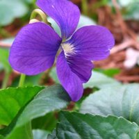 Indira (@ineill) 's Twitter Profile