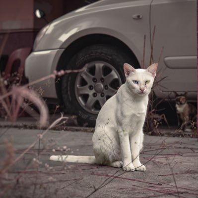 leiavilan's profile picture. photography enthusiast, hardcore sleeper, expert digester, and professional breathing person