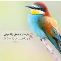 الياسمين 🍃🌻 (@aly2smen) 's Twitter Profile