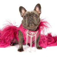 Izzy the Frenchie (@izzythefrenchie) 's Twitter Profile