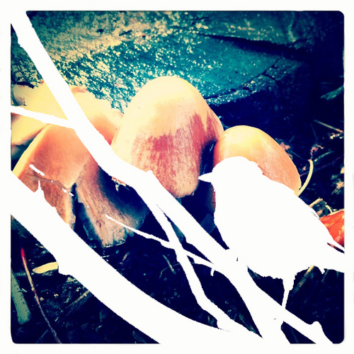 BibliosophPunk's profile picture. 