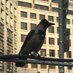 Corvus (@jojlum) Twitter profile photo Corvus (@jojlum) Twitter profile photo
