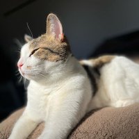 きゃおる༄☁️🌈 (@kazekyaoru) Twitter profile photo