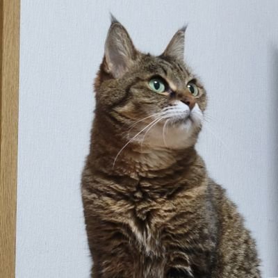 maomimaoko's profile picture. 
