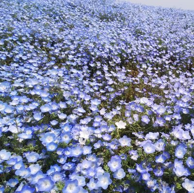 おぐりん🧢🐬🎁🌐