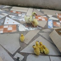 ziwanipoultryfarming (@ziwanifarming) 's Twitter Profile