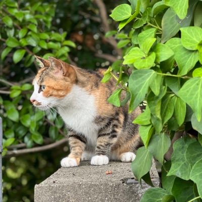 dhinnkuru's profile picture. です👀 成人済