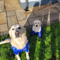 Joanne Ní Chríodáin (@joannechriodain) 's Twitter Profile Photo