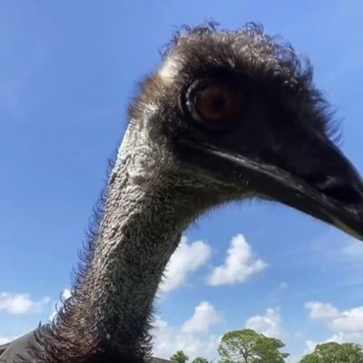 EmmanuelLanzo's profile picture. Mentor