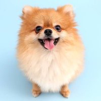 こういうのでいいんだよ (@shiroshitsu) 's Twitter Profile
