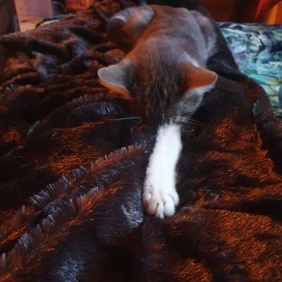 PinkPhelor's profile picture. PinkPhelor, liebe Natur, Katzen und manchmal Menschen, aber nie die Menschheit