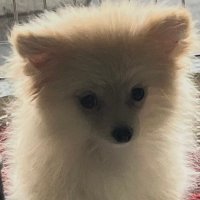 Victoria Suárez (@tirsasuarez) 's Twitter Profile
