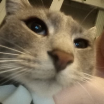 mewlaser's profile picture. Hi im Mewlaser im principaly Valorant and Osu Mania Player but i play other game like MC,DBD,RL ect..
I hope become what i want to be on every domain than like