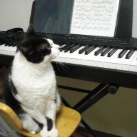 🐈猫と🏍バイクと🎵🥁音楽と。(@ORANGE98659615) 's Twitter Profile Photo