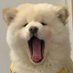 Priscilla Wang (@priscil41128958) Twitter profile photo Priscilla Wang (@priscil41128958) Twitter profile photo
